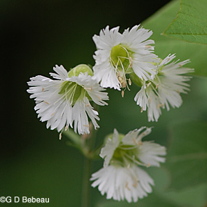 Starry Campion