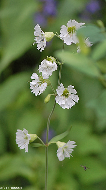 Starry Campion