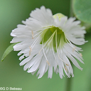 Starry Campion flower closeup