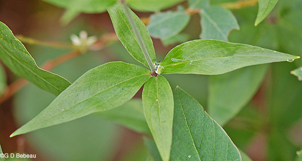 Starry Campion leaf