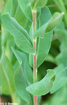 Stiff Goldenrod Leaf
