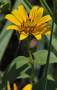 Woodland Sunflower