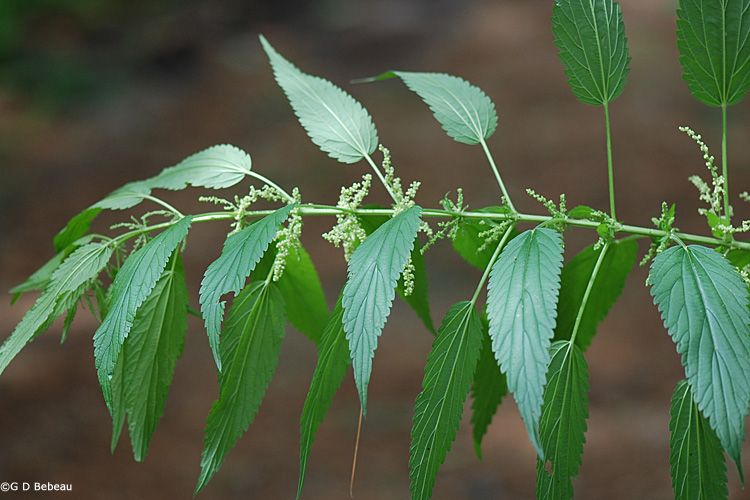 Stinging Nettle
