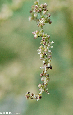 Stinging Nettle Flower