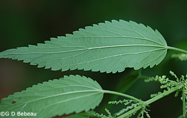 Stinging Nettle Leaf