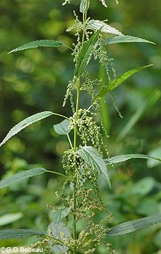 Stinging Nettle