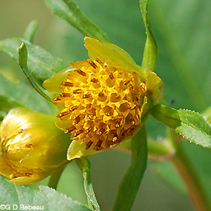 Swamp Beggartick flower