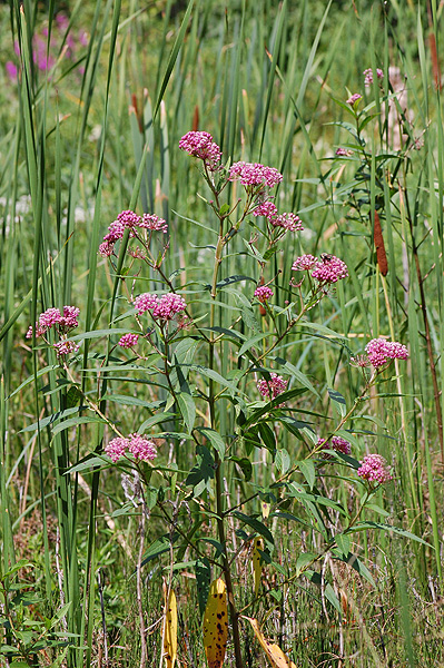 Swamp Milkweed
