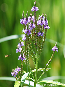 Swamp Vervain
