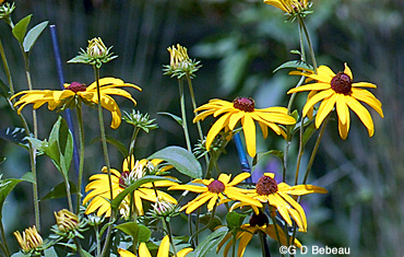 Sweet Black-eyed Susan