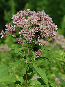 Sweet Joe-Pye Weed