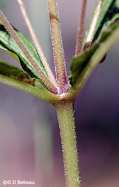 Sweet Joe-Pye Weed Stem