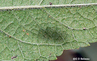 leaf underside