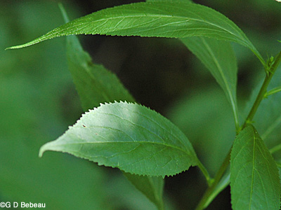Tall Bellflower leaf