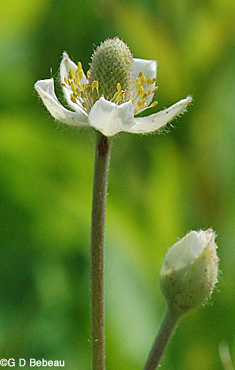 Thimbleweed flower head
