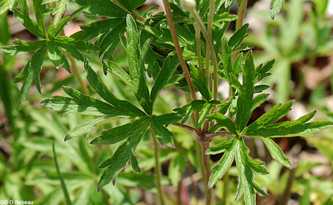 Thimbleweed lower leaves