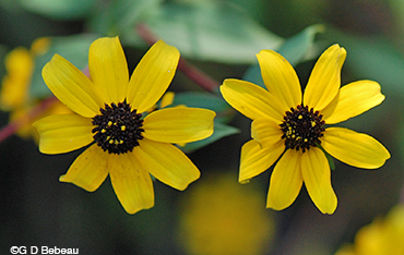 Thin-leaved Coneflower