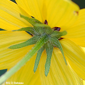 Thin-leaved Coneflower bracts