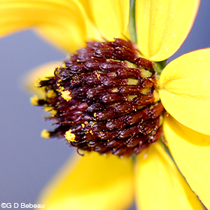 Thin-leaved Coneflower disk florets