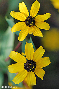 Thin leaf coneflower