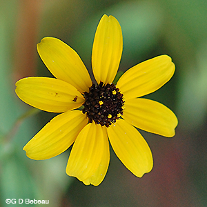 Thin-leaved Coneflower closeup