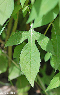 lower leaf