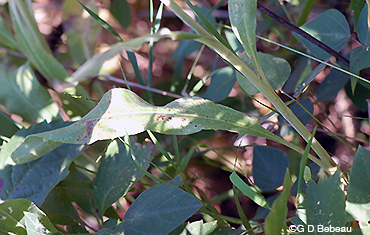 Thin-leaved coneflower lower leaf