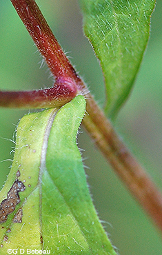 Thin-leaved coneflower stem