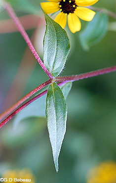 Thin-leaved coneflower upper leaf