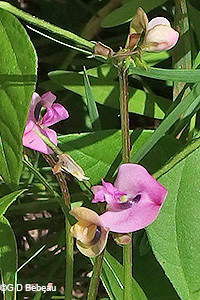 Trailing Wild Bean