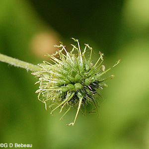 White Avens