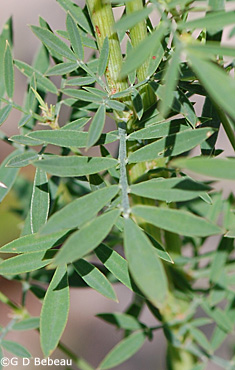 White Prairie Clover Leaf