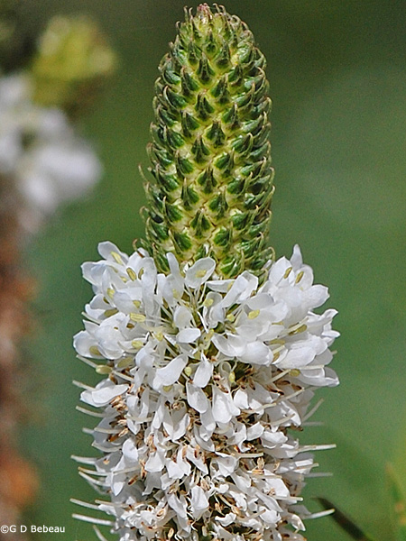 White Prairie Clover