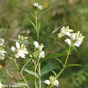 White Turtlehead