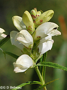 White Turtlehead