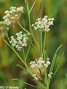 Whorled Milkweed