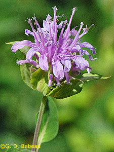 Wild Bergamot