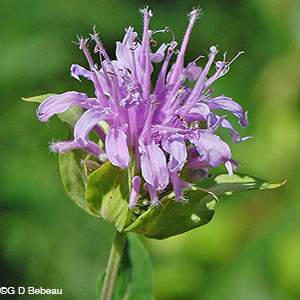 Wild bergamot