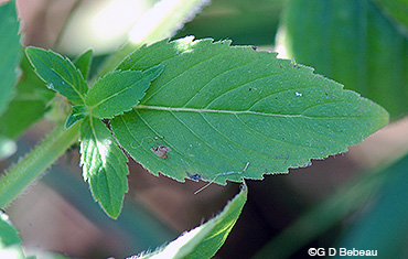 Wild Mint Leaf