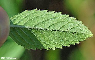 Wild Mint leaf underside