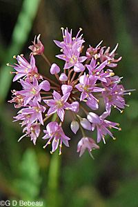 Wild Onion