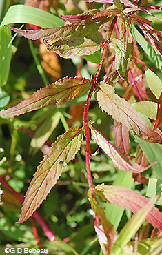 Willowherb fall leaves