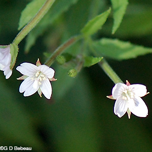 Willowherb flower
