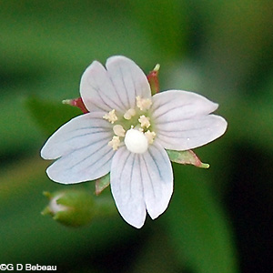 Willowherb flower closeup
