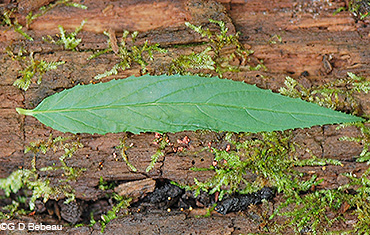 Willowherb leaf upper side