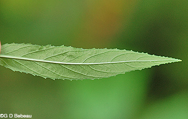 Willowherb leaf underside