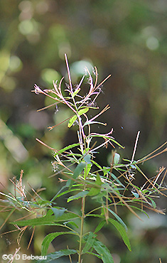 Willowherb seeds forming