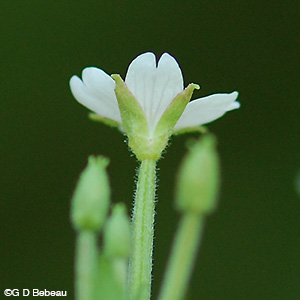 Willowherb sepals