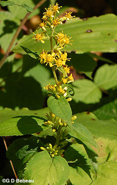 Zig-Zag goldenrod