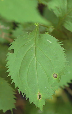 Zig-Zag Goldenrod Leaf
